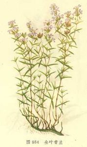 全葉青蘭 全葉青蘭