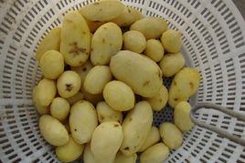 馬鈴薯去皮機 馬鈴薯去皮機