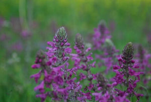 賽氏馬先蒿 賽氏馬先蒿