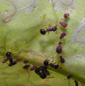 睡蓮蚜蟲