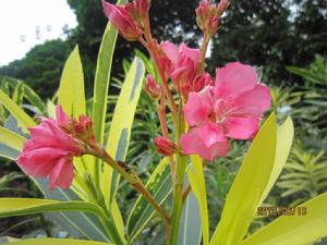 花葉夾竹桃 花葉夾竹桃