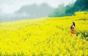 英德沙口油菜花基地 英德沙口油菜花基地