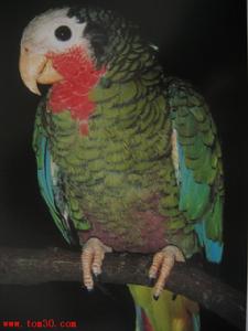 古巴亞馬遜鸚鵡