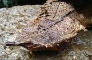 瑪塔瑪塔龜 瑪塔瑪塔龜