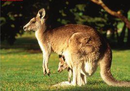 有袋類哺乳動物 有袋類哺乳動物