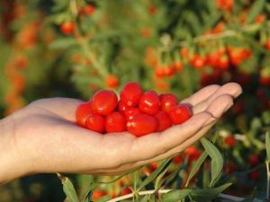 枸杞怎樣才能果多色艷