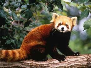 小熊貓川西亞種 小熊貓川西亞種