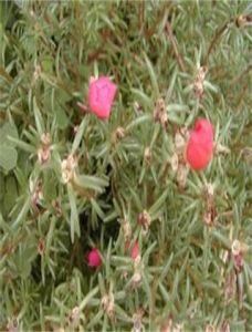 大花蠅子草 大花蠅子草