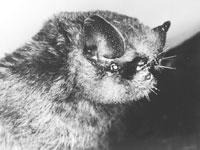 狂翼蝠科 狂翼蝠科