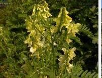 甘青黃耆(原變型) 甘青黃耆(原變型)