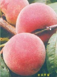 台農甜蜜 台農甜蜜