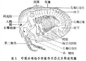 葉肢介（化石）