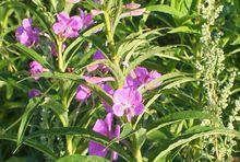 大救駕（柳蘭）