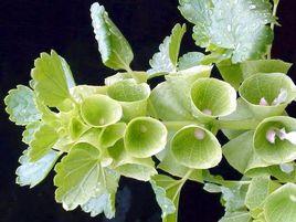 貝殼花[唇形科植物]