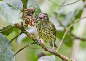 尖喙鳥科 尖喙鳥科