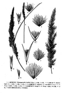 短芒拂子茅 短芒拂子茅