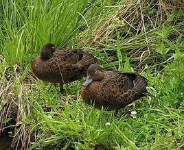 紐西蘭鴨 紐西蘭鴨