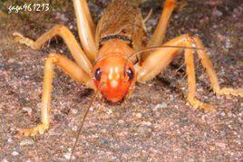 素色桿蟋螽 素色桿蟋螽