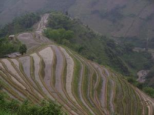 東角瑤寨村水田