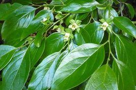 日本甜柿 日本甜柿