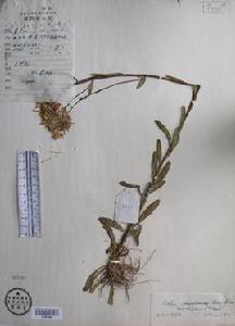 新雅紫菀 新雅紫菀