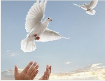 放鴿子