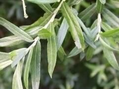 光苞柳(原變種) 光苞柳(原變種)