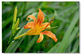 黃花[百合科植物]