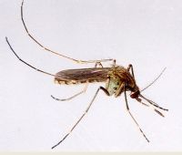 淡色庫蚊 淡色庫蚊