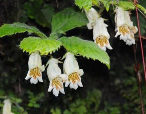 東興粗筒苣苔 東興粗筒苣苔