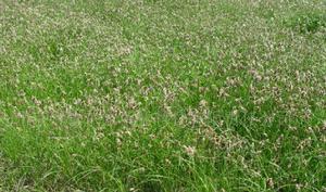 羊鬍子草 羊鬍子草