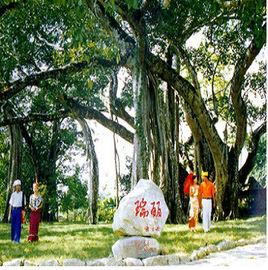 芒令獨樹成林 芒令獨樹成林