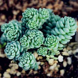 旋葉姬星美人 旋葉姬星美人