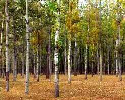 港北自然保護區 港北自然保護區