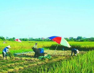 茂南區高山鎮農業生產