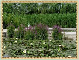 東堤煙柳 東堤煙柳