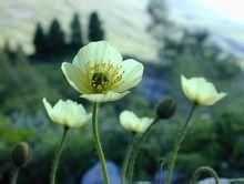 斯瓦爾巴德罌粟 斯瓦爾巴德罌粟