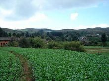 爛泥溝一組自然村 爛泥溝一組自然村