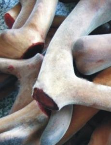 梅花鹿茸 梅花鹿茸