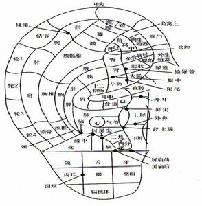 耳部穴位反射圖