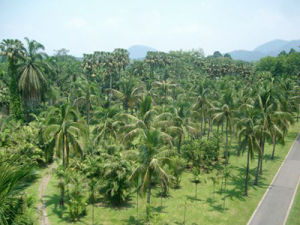高地省藤 高地省藤