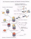 蛋白質水解 蛋白質水解