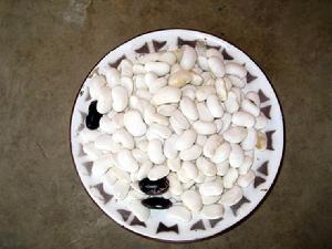 舊井村特色產業-白芸豆