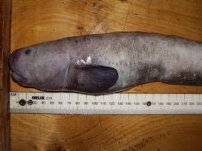 褐色綿䲁 褐色綿䲁