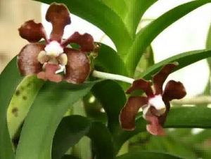 匍莖毛蘭 匍莖毛蘭