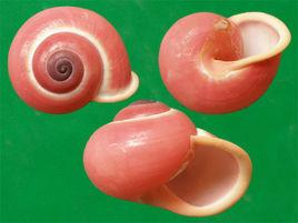 節日巴蝸牛 節日巴蝸牛