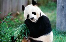 北京動物園熊貓館