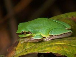 三港雨蛙 三港雨蛙