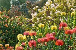 地中海區系植物區 地中海區系植物區