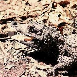 非洲侏鱷魚 非洲侏鱷魚